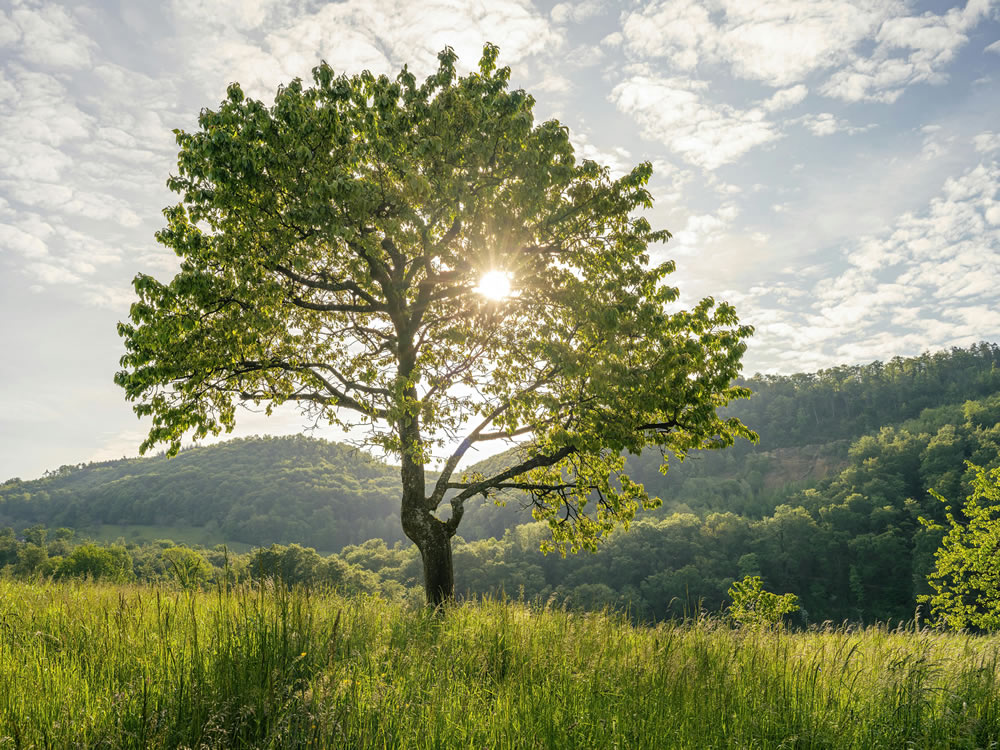 free photo tree field