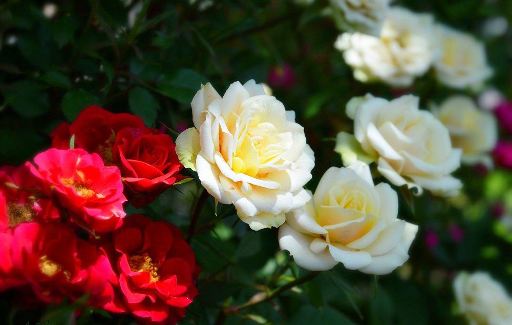 white roses